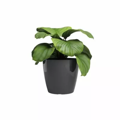 Pot de fleur ARTEVASI SAN REMO - 30 br - Anthracite - Design Moderne Pot de fleur ARTEVASI SAN REMO - 30 br - Anthracite - Design Moderne