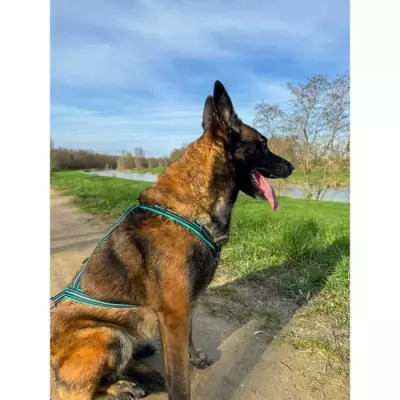Harnais de traction pour chien OLYMPIA - L - Bleu
