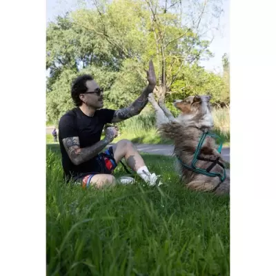 Harnais de traction pour chien OLYMPIA - L - Bleu