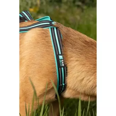 Harnais de traction pour chien OLYMPIA - S - Bleu - Confortable et performant