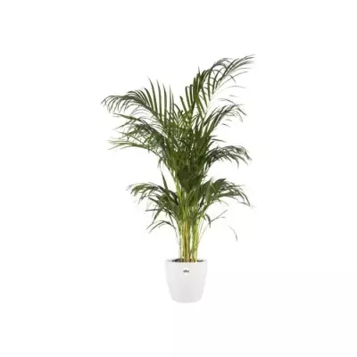 Jardinière carrée blanche 25cm - Pour vos plantes !