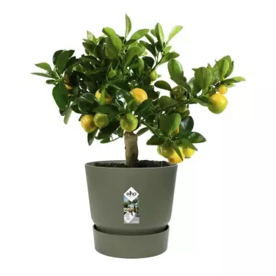 Pot de fleurs ELHO Greenville 30 - Ø 29,5 x H 27,8 cm - Vert feuille