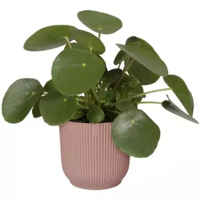 Pot De Fleurs Rond VIBES - Ø22 - Rose poudré - Hauteur 21cm