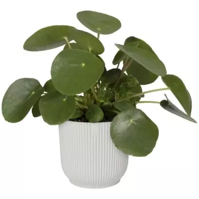Pot De Fleurs Rond VIBES - Ø22 Blanc: Pour une touche de fraîcheur dans votre espace