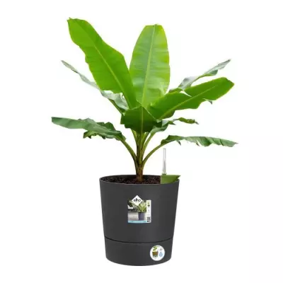 Pot de fleur Elho Plastique Rond Gris Charbon Ø 34.5 x H 34.1 cm 35 L
