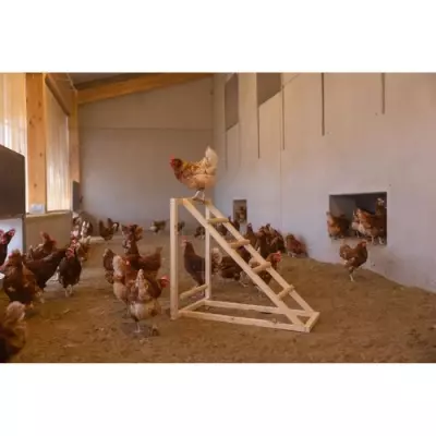 Tour d'escalade pour poules KERBL - Avec balançoire et échelle robuste