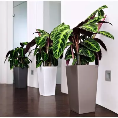 Pot de fleur LECHUZA Cubico Color 40 - Kit complet, muscade