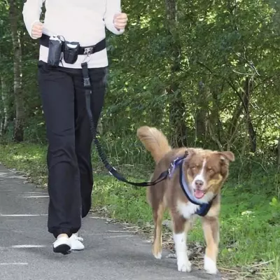 Ceinture ventrale avec laisse et sangle - Accessoire pratique