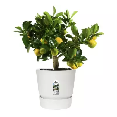 Pot de fleurs rond Greenville 25 - Blanc - Extérieur - Ø 24,48 x H 23,31 cm Pot de fleurs rond Greenville 25 - Blanc - Extérieur - Ø 24,48 x H 23,31 cm
