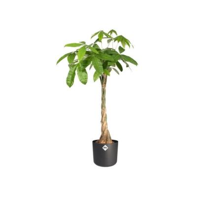 Jardinière ronde en plastique ELHO b.for soft - Ø30 - Anthracite