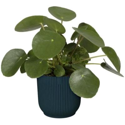 Pot De Fleurs Rond VIBES Bleu Foncé - Ø22 - Plastique de Qualité