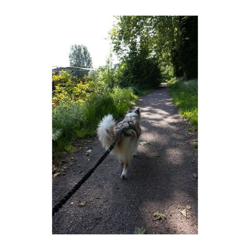 Longe de traction pour chien - INTENSIA - 1.9 m - Double poignée