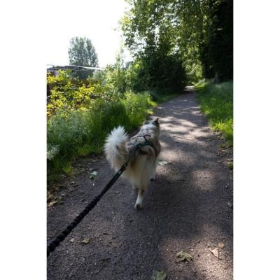 Longe de traction pour chien INTENSIA XL - Noir - 2.4 m