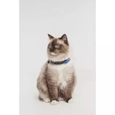 Répulsif ultrason chat TICKLESS MINI CAT - Anti-tiques et puces - Bleu grec