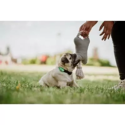 Protégez votre animal avec TICKLESS MINI DOG&CAT - Répulsif ultrason chien - Mentha Green