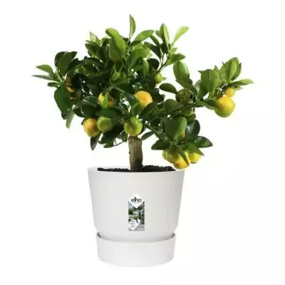 Pot de fleurs ELHO Greenville 30 - Ø 29,5 x H 27,8 cm - Blanc Pot de fleurs ELHO Greenville 30 - Ø 29,5 x H 27,8 cm - Blanc
