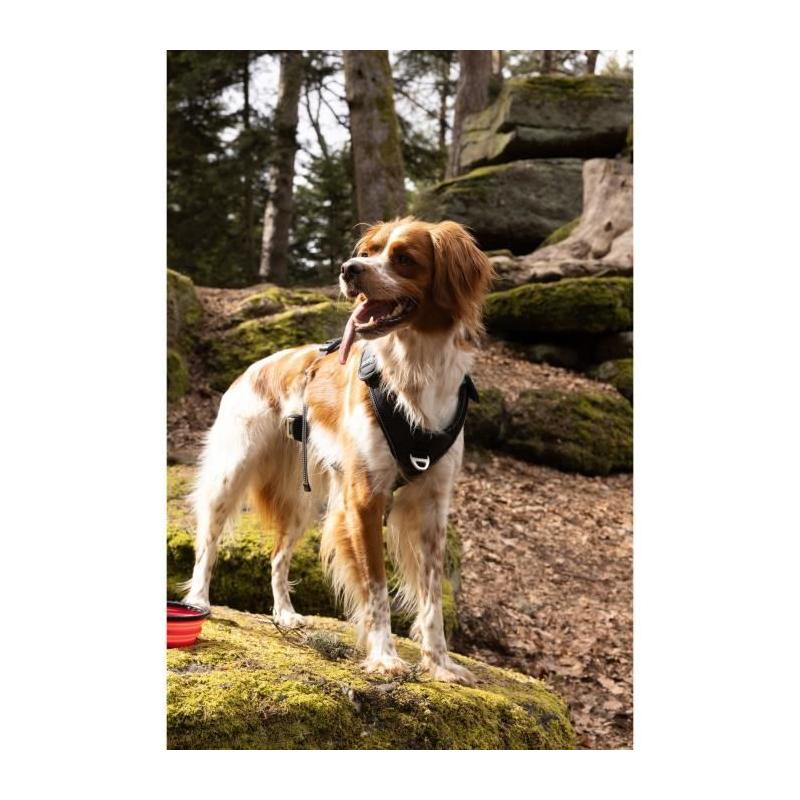 Harnais pour chien - SYMBIOZ M - Noir / Bleu - Confort et style
