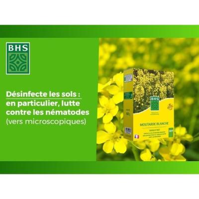 Engrais Verts BHS - Moutarde Blanche 500g | Améliore et désinfecte sols
