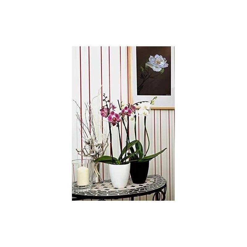 Boostez la croissance de vos orchidées avec l'engrais OR BRUN 250 ml