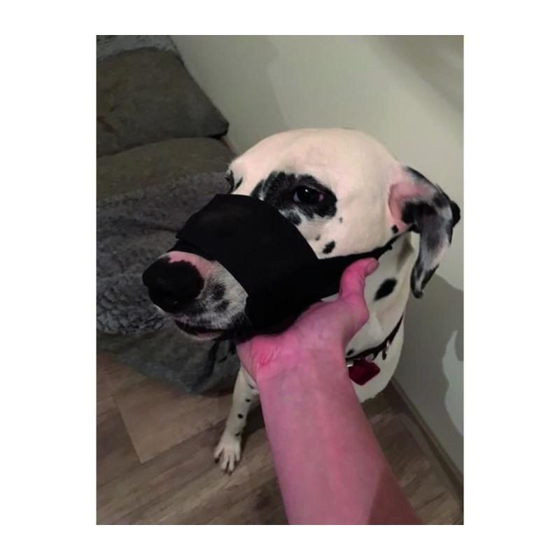 Museau en Nylon Noir pour Grand Chien avec Filet Respirant