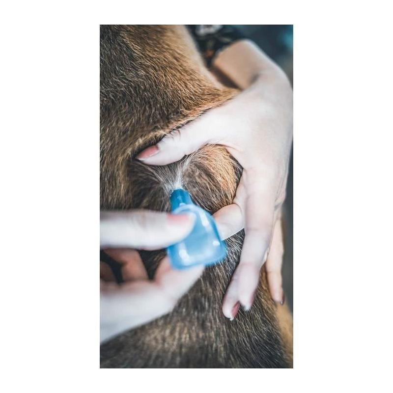 Lot de 2 pipettes VETOCANIS Action Duo Spot on - Grand chien