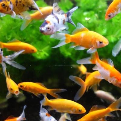 Aimant aquarium nettoie vitres AIMÉ - Facile à utiliser, 10cm