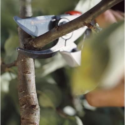 Sécateur GARDENA BP 50 Premium - Coupe Ø24mm - Lames inox - Ergonomique - Garantie 25 ans