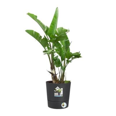 Pot de fleur Elho Plastique Carré Greensense Aqua Care Gris Charbon 29,5 x 29,5 x H 29,1 cm