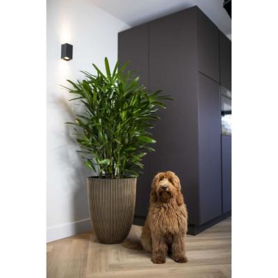 Cache-pot chic et élégant: Capi Vase Groove noir et doré 46x58 cm