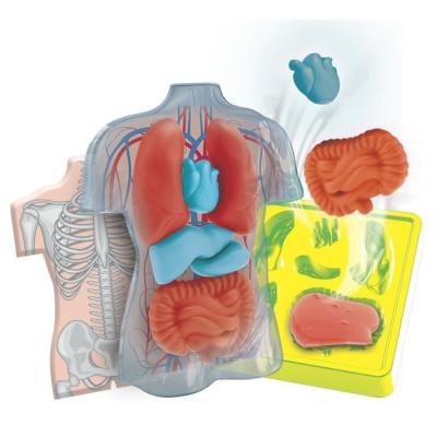 Mini Labo d'anatomie CLEMENTONI: Explorer le corps humain - CLE EVEIL