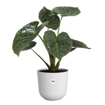 Pot de fleur Elho Jazz Rond Blanc 100% recyclé - L 35 x B 34.5 x H 32 cm