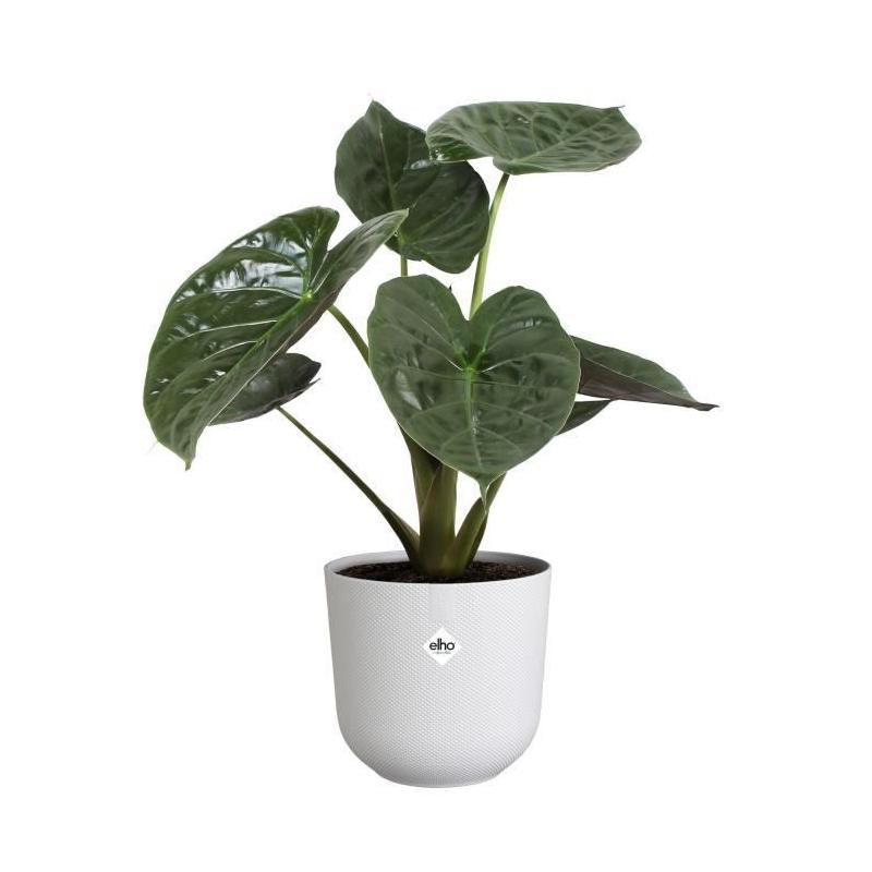 Pot de fleur Elho Jazz Rond Blanc 100% recyclé - L 35 x B 34.5 x H 32 cm