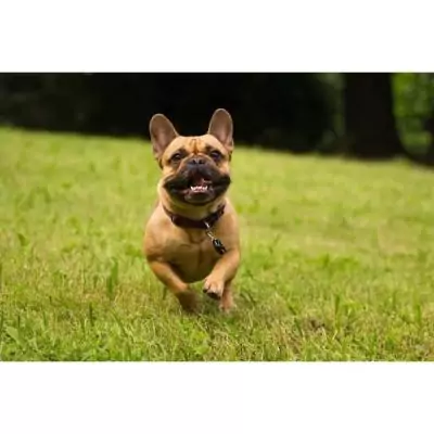 Repoussez les tiques et puces avec TICKLESS PET !