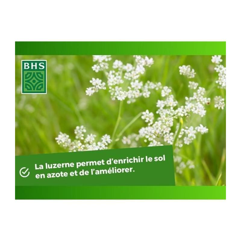 Améliorez votre sol avec Luzerne BHS - 500g | Gazon Naturel