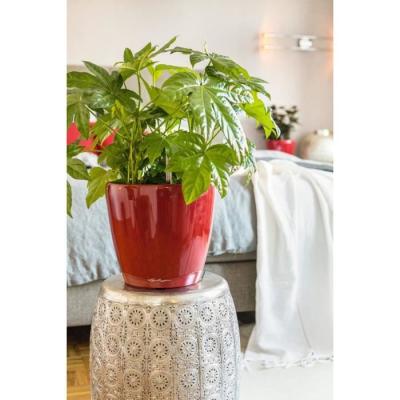 Jardinière haut de gamme - Rouge scarlet brillant - Kit complet 3 L