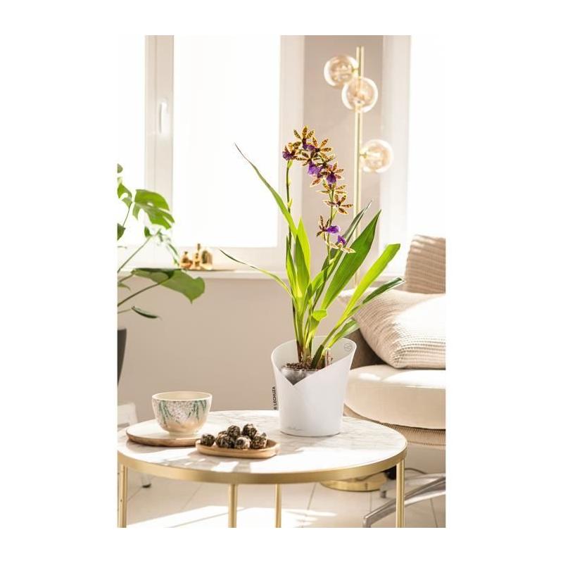 Jardinière LECHUZA ORCHIDEA ALL-IN-ONE Blanc mat