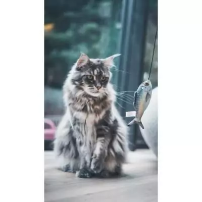 Jouet chat - Canne à pêche poisson en bois 15cm